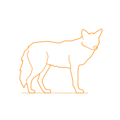 Animals Canini Eastern Coyote Outline Svg Vector, Free Vectors File